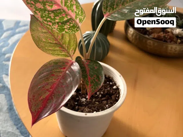 Indoor plants