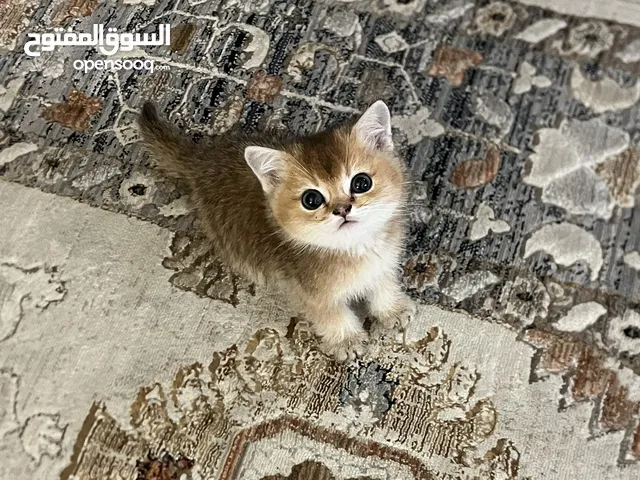 قط سكوتش ستريت جولد ny12 ذكر عمره شهرين معه اغراضه و الفحص تاعه متعود عاللتر بوكس والدراي فود
