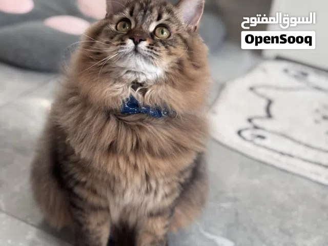 Persian kitten for urgent adoption
