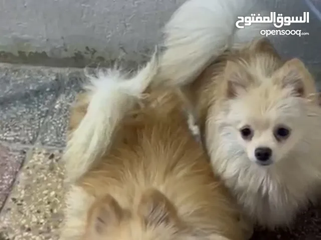 سوبر مني بو