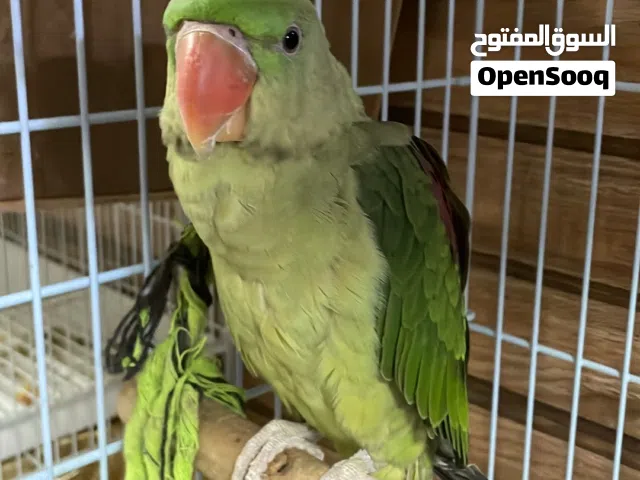 بيغاه نيبالي للبيع