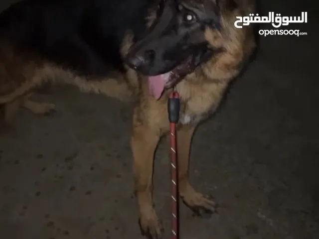 جيرمن شيبرد مستوى ممتاز ذكر ماشاءالله