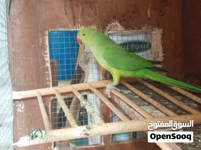 ببغاء دره ذكر بلش وتطوق للبيع سعر 35
