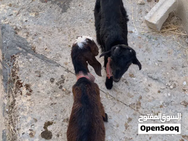 صخلتين حشمات للبيع