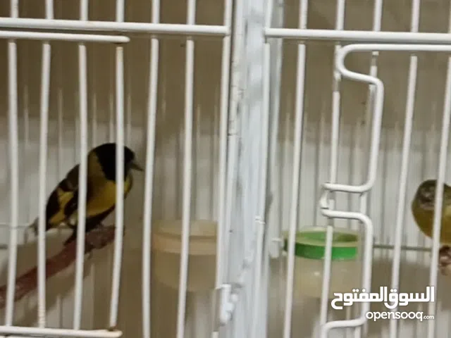 سسكن اخضر جوز منتج