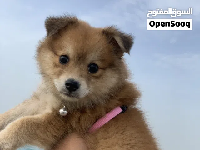 تجارة الكلاب