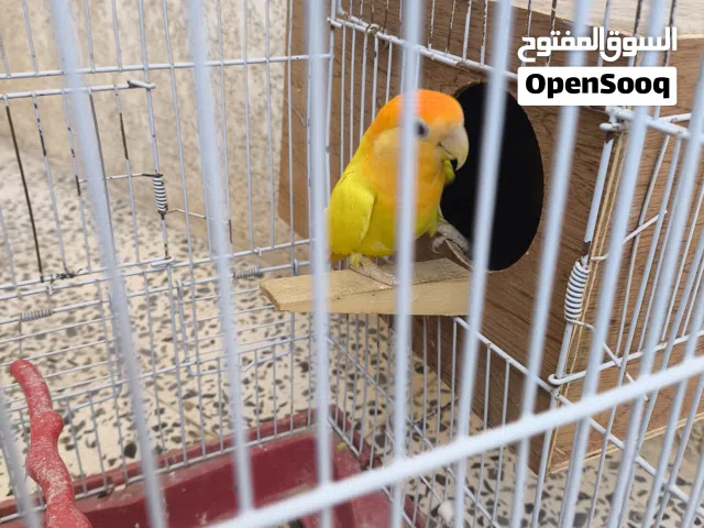 كوبيا بركديلو البيع