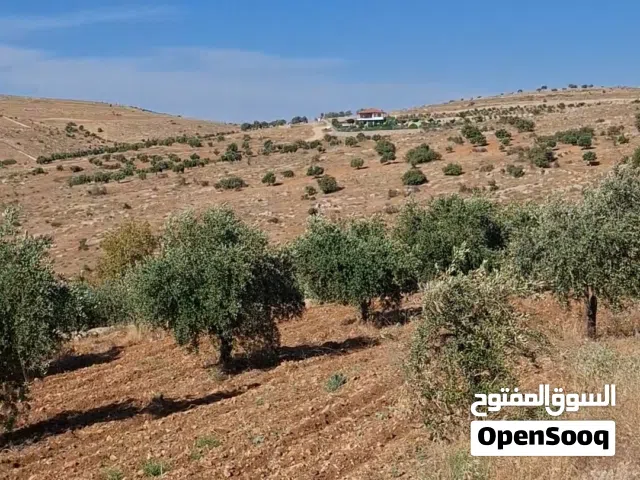 لقطه يا بلاش مزرعة جاهزه جرش منطقة نادرة شاليهات ومزارع طريق الزرقاء جرش مزرعة جاهزه 3نص سعر 27ألف