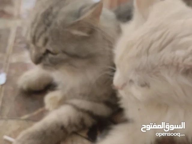 قطط ذكر وأنثى