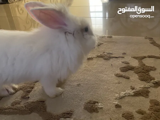 أرانب وحده صغيرة وحدة كبيرا