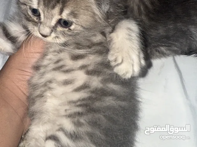 البيع اسكوتش فولد و بارتش