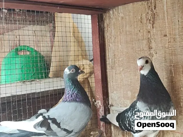 للبيع ازواج برمجهام