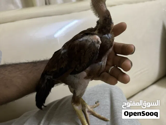 للبيع بتشو سلاله قويه واجد