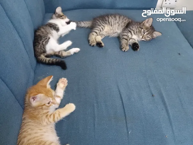 قطط عمر 6 اسابيه به صحه جيده لعوبين مرحين