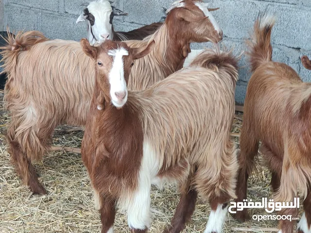 للبيع 3 صخلات 1 جدي شي فاخر ماشاء الله فول فول سمنة ذكر الله ماعليهن كلام عدد4