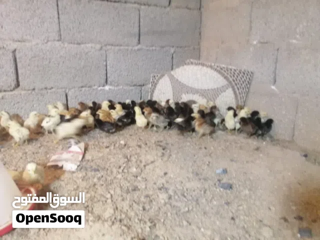 كتكوت عربي وزهري اللون الله يبارك