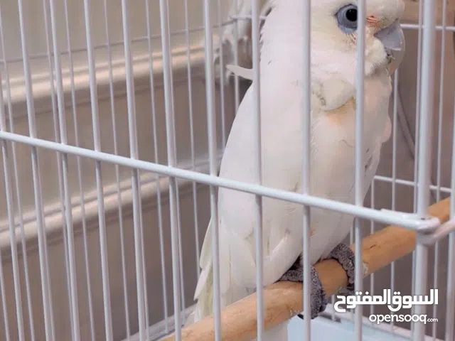 للبيع كوكاتو