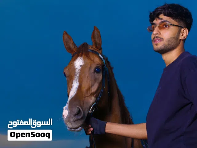 بيع حصان عربي اصيل من سلالة فاخرة
