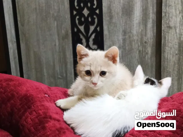 قطتين للتبني