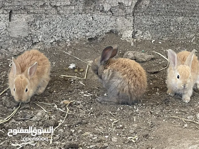 ارانب هولنديه