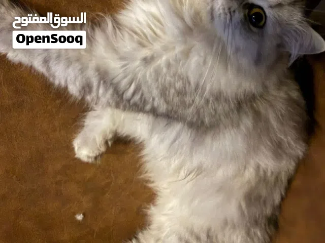 للبيع قطه 11 شهر لطيفه سنشيلا  بيور