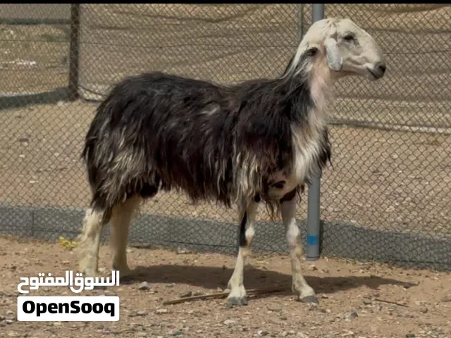 للبيع كبش نجدي ذبيحه طيبه و وافيه اللهم بارك