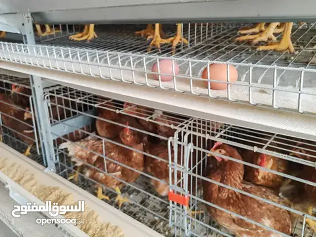 جاج بياض فرخات نوعية ممتازة