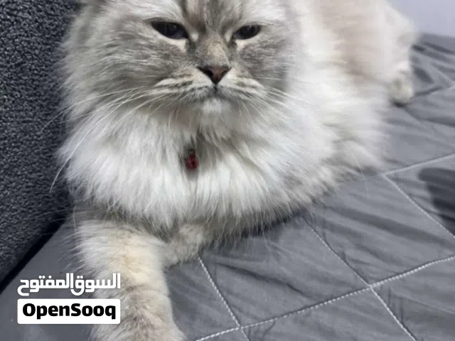 قطوس هملايا أنثى للبيع