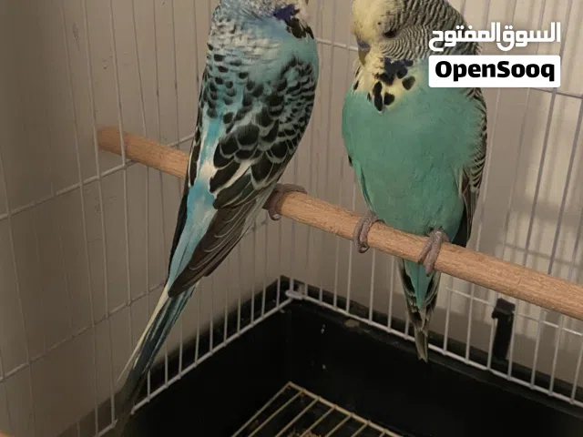 كوبيا نمبر ون درجة أولى قريب الدحي