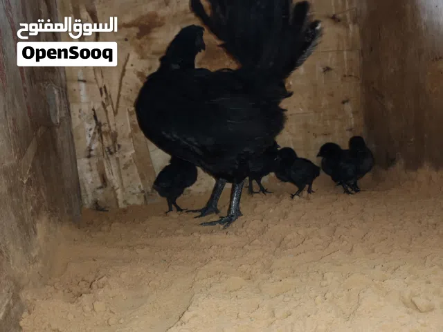 سلام عليكم متاح دجاجة لمبرقيني اندونيسي دم صافي تحتها خمسة فلاليس لي البيع اقراء الوصف