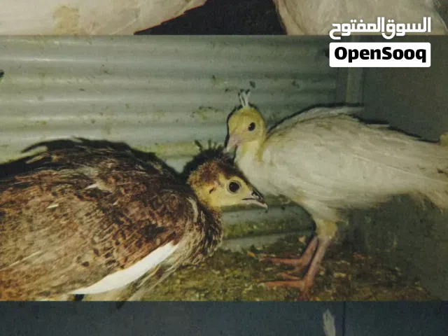 فراخ طاووس مميزه