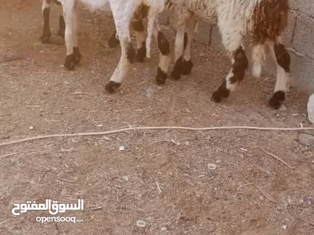 نعجة بنتها محاديتها ربي يبارك