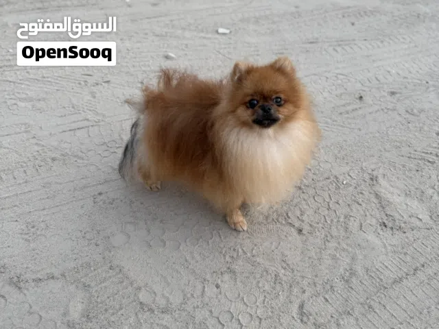 للبيع كلب بوميرينيان ذكر العمر 8 شهور