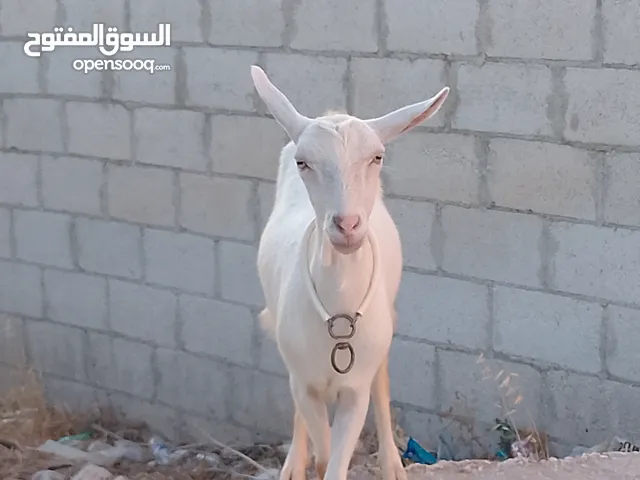 عنزة سانين للبيع