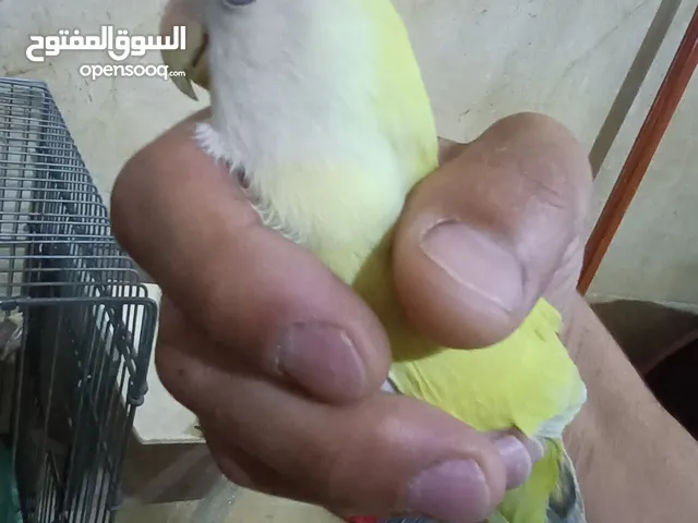 زوجين روز حبة وحده أليفة