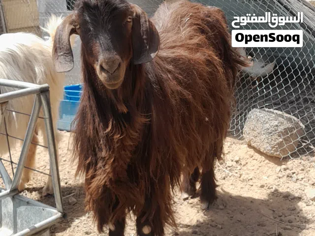 أغنام البيع
