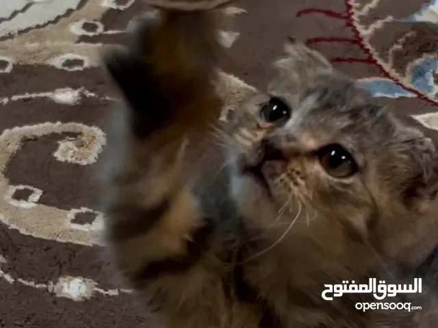 سكوتش ميربيل فولد
