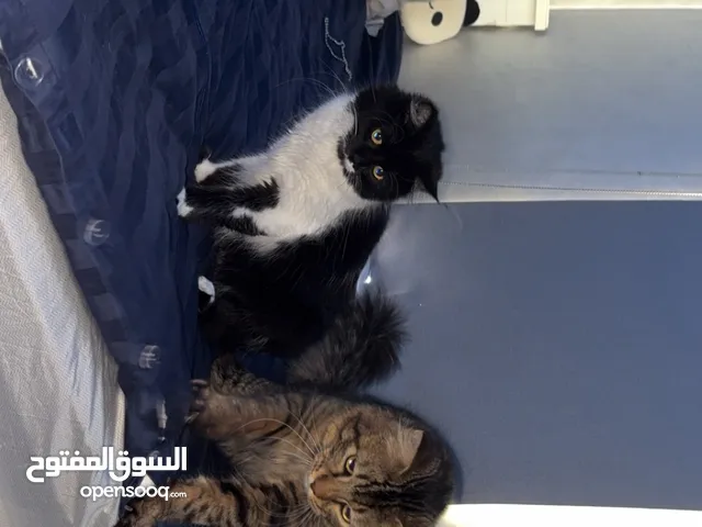 قطط للبيت ذكر و انثى مجاناً