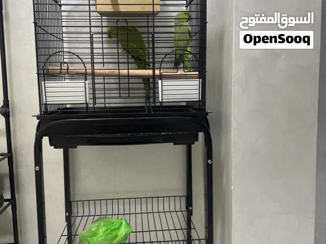 بغبغاء در اخضر جاهزات لزواج