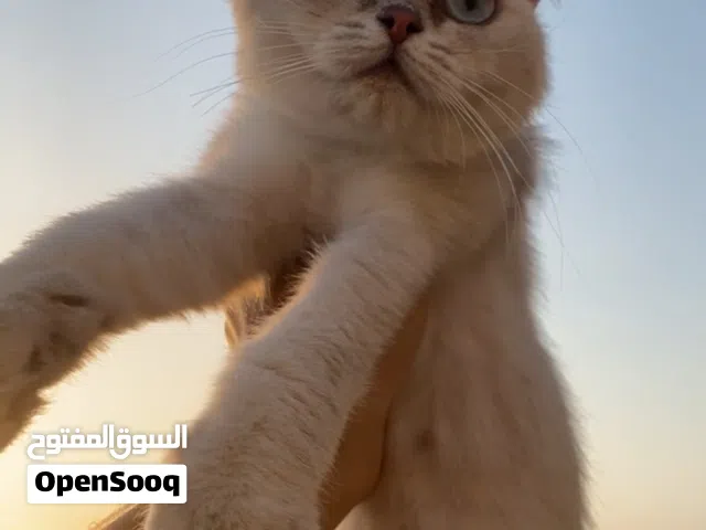 سكوتش فولد للبيع انثه حامل من ذكر سكوتش ستريت قولدny11