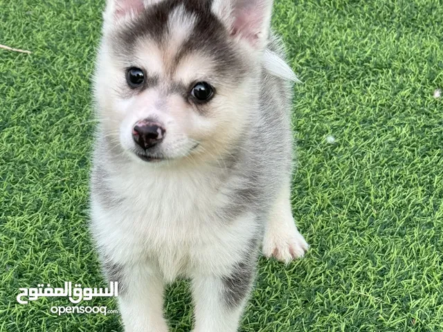 Pure pomsky puppy for sale