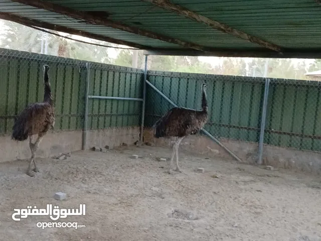للبيع نعام ايمو استرالي منتج العمر عامان مزارع الوفرة