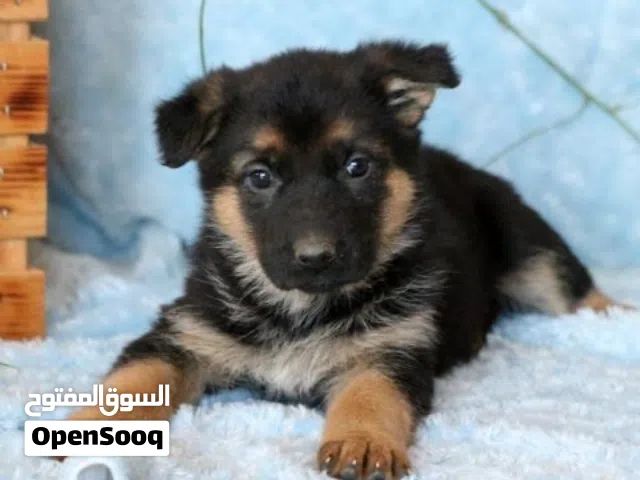 للبيع كلاب صغيره