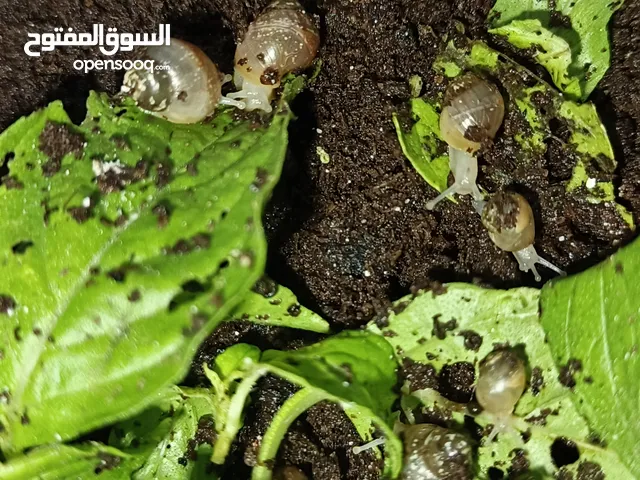 صغار حلزون افريقي