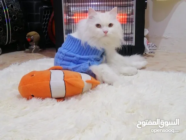 قط مفقود من سنة تقريباً رجاءا المراسلة خاص الرقم مشغول