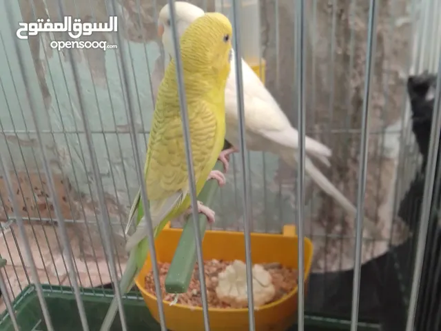 طيور جديده
