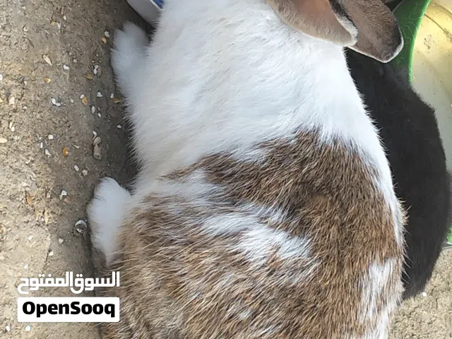 ارنب انثى بلدي