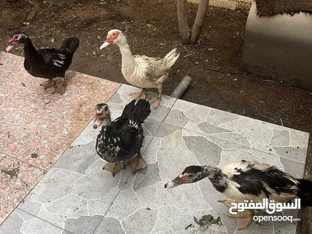 بط بلدي للبيع