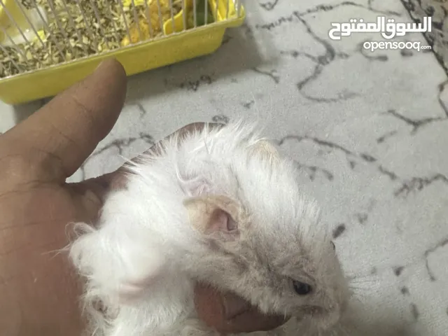 سلام عليكم. هامستر  لبيع
