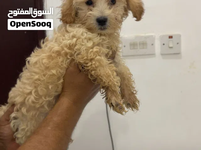 للبيع جرو بودل انثي